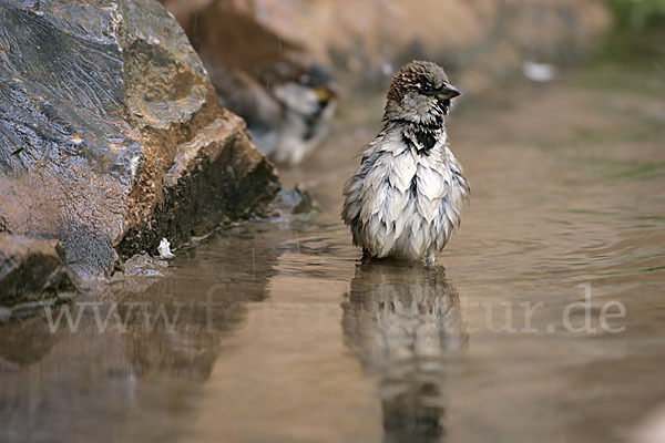 Haussperling (Passer domesticus)