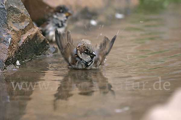 Haussperling (Passer domesticus)