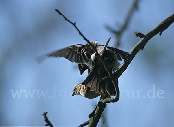 Haussperling (Passer domesticus)