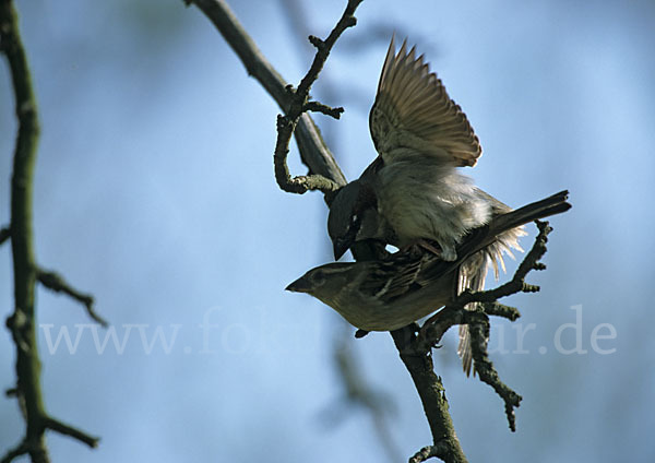 Haussperling (Passer domesticus)