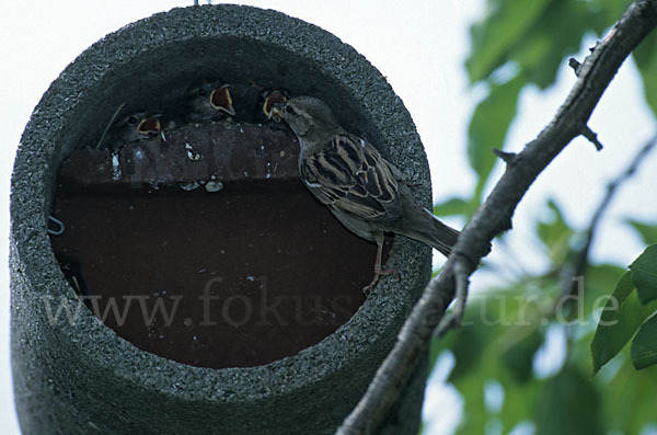 Haussperling (Passer domesticus)