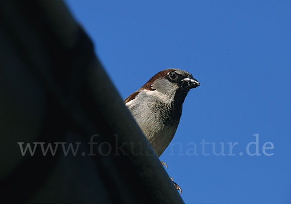 Haussperling (Passer domesticus)