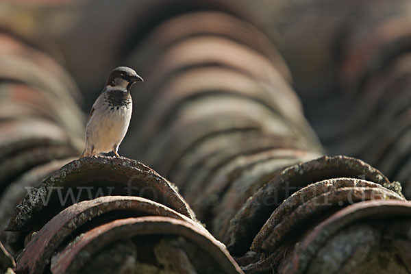 Haussperling (Passer domesticus)