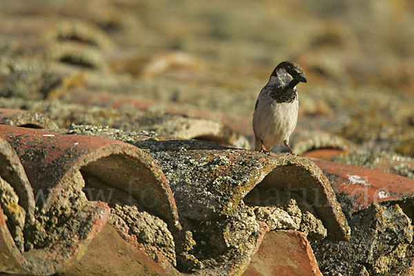 Haussperling (Passer domesticus)