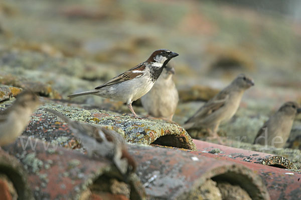 Haussperling (Passer domesticus)