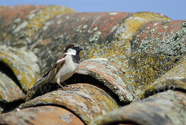 Haussperling (Passer domesticus)