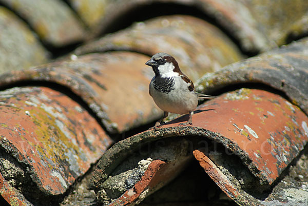 Haussperling (Passer domesticus)