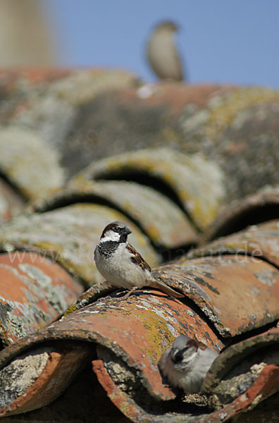 Haussperling (Passer domesticus)