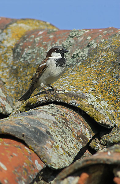 Haussperling (Passer domesticus)