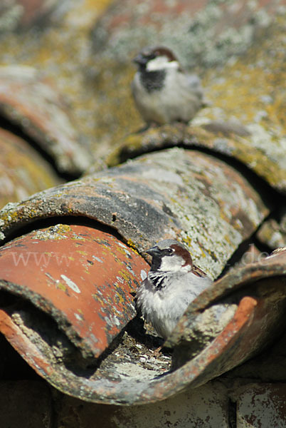 Haussperling (Passer domesticus)