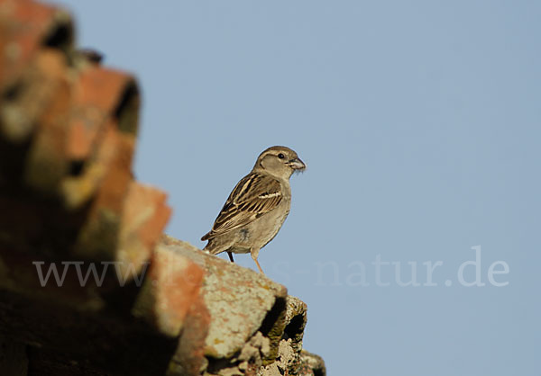 Haussperling (Passer domesticus)