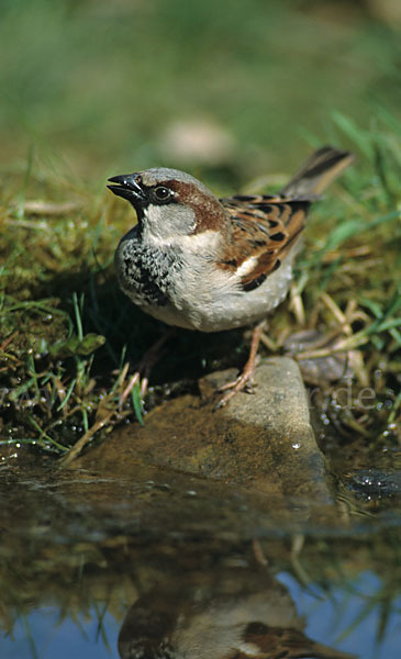 Haussperling (Passer domesticus)