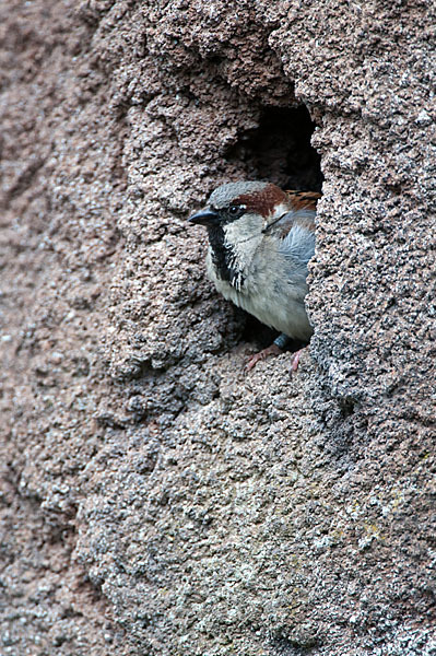 Haussperling (Passer domesticus)