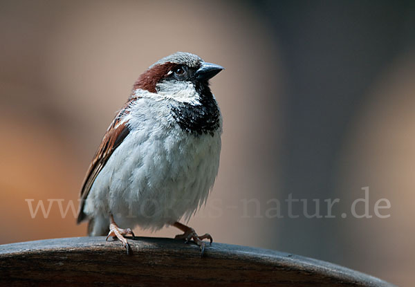 Haussperling (Passer domesticus)