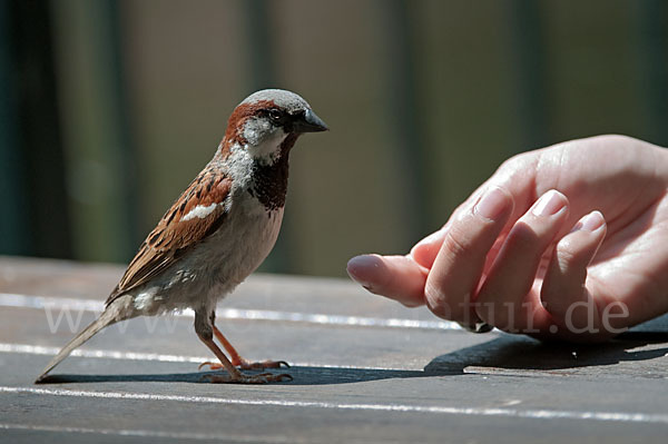 Haussperling (Passer domesticus)