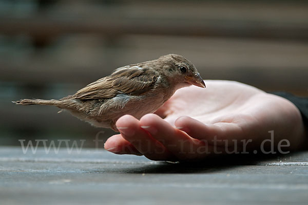 Haussperling (Passer domesticus)