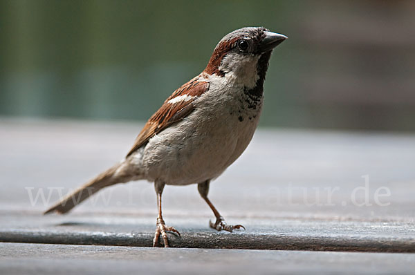 Haussperling (Passer domesticus)