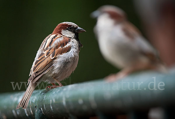 Haussperling (Passer domesticus)