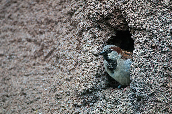 Haussperling (Passer domesticus)