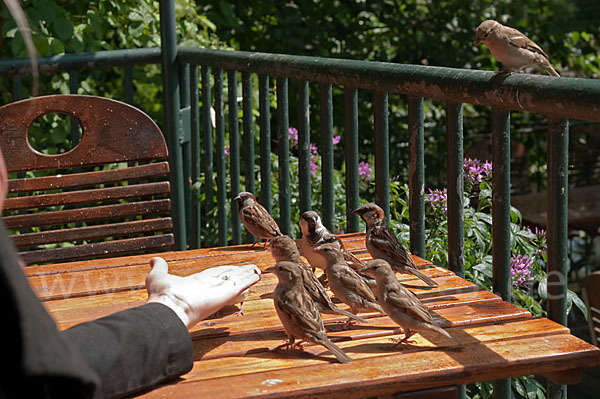 Haussperling (Passer domesticus)