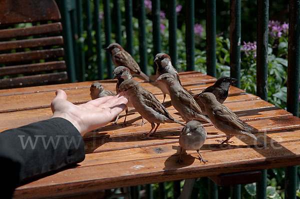 Haussperling (Passer domesticus)