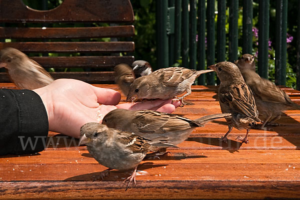 Haussperling (Passer domesticus)