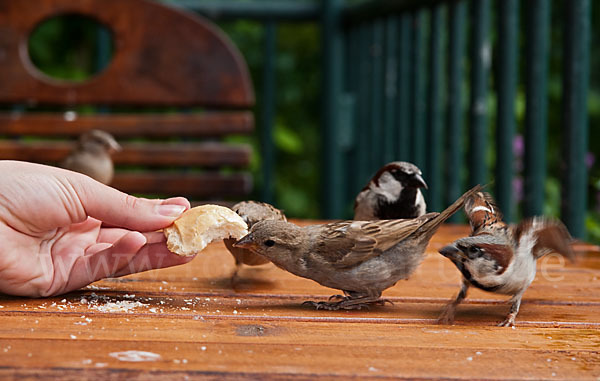 Haussperling (Passer domesticus)