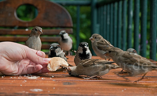 Haussperling (Passer domesticus)