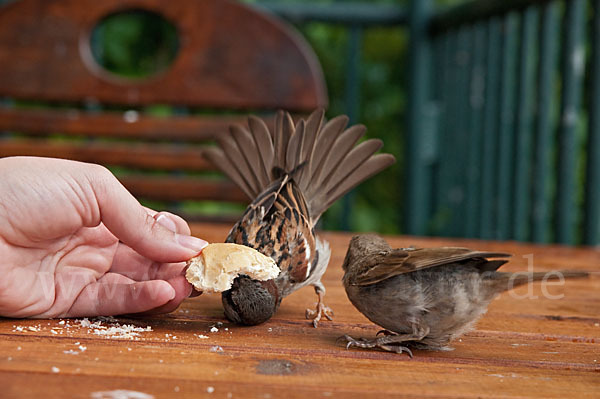 Haussperling (Passer domesticus)