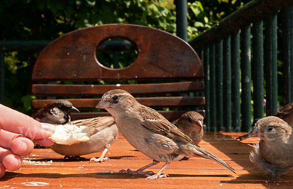 Haussperling (Passer domesticus)