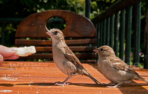 Haussperling (Passer domesticus)