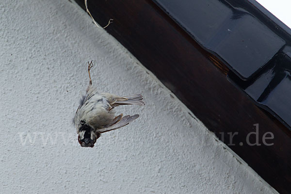 Haussperling (Passer domesticus)