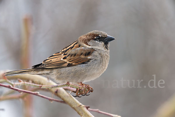 Haussperling (Passer domesticus)