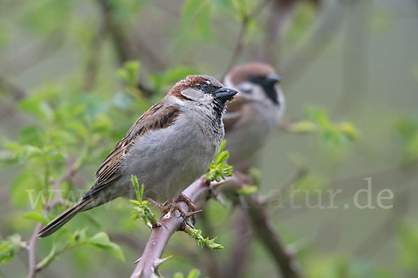 Haussperling (Passer domesticus)