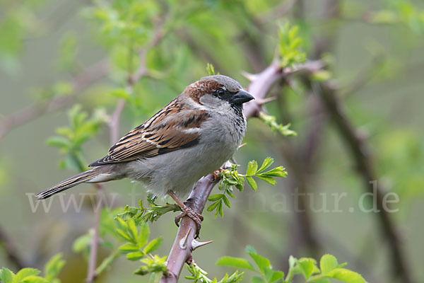 Haussperling (Passer domesticus)