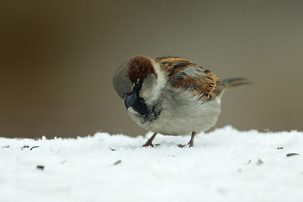 Haussperling (Passer domesticus)