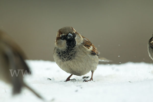 Haussperling (Passer domesticus)