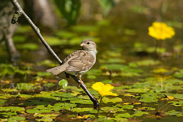 Haussperling (Passer domesticus)