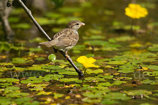 Haussperling (Passer domesticus)