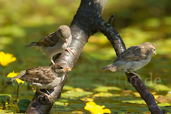 Haussperling (Passer domesticus)