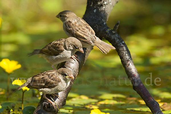 Haussperling (Passer domesticus)