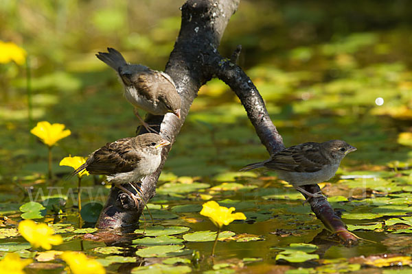 Haussperling (Passer domesticus)