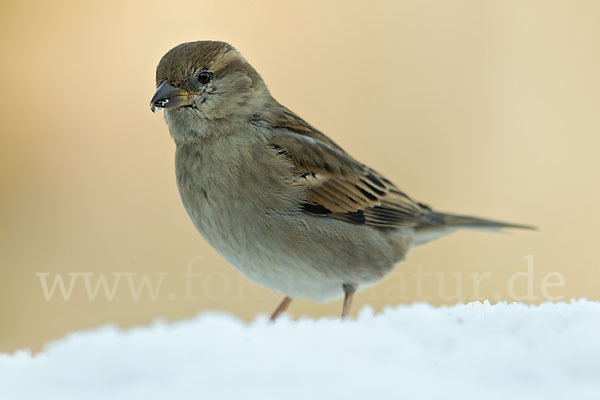 Haussperling (Passer domesticus)