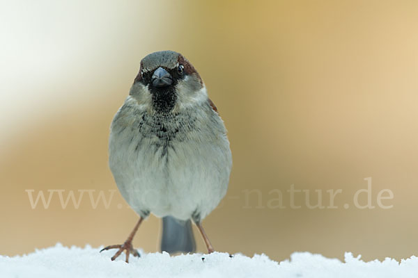 Haussperling (Passer domesticus)