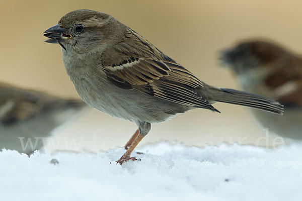 Haussperling (Passer domesticus)