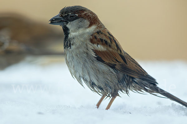 Haussperling (Passer domesticus)