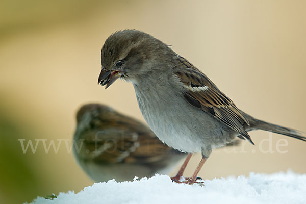 Haussperling (Passer domesticus)