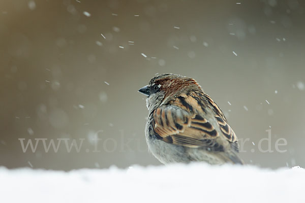 Haussperling (Passer domesticus)