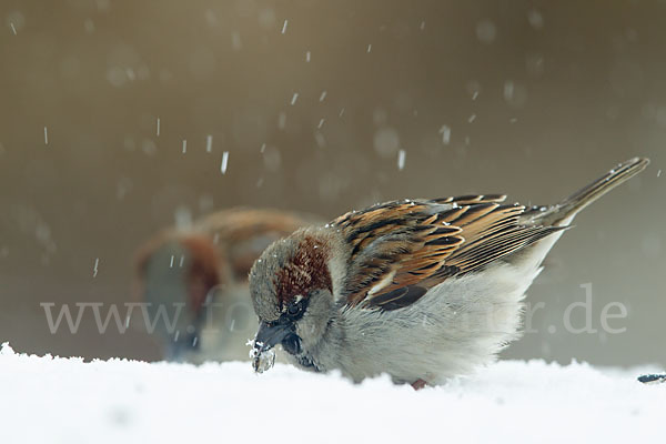 Haussperling (Passer domesticus)