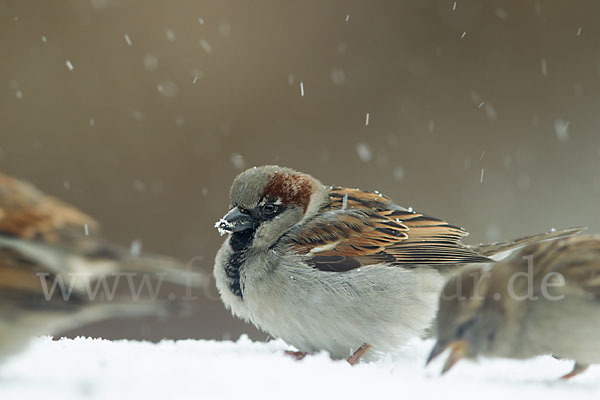 Haussperling (Passer domesticus)